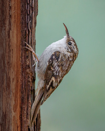 Brown Creeper