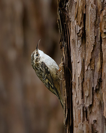 Brown Creeper