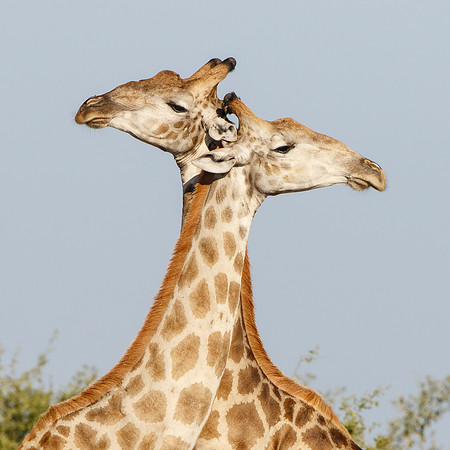 Giraffes, necking