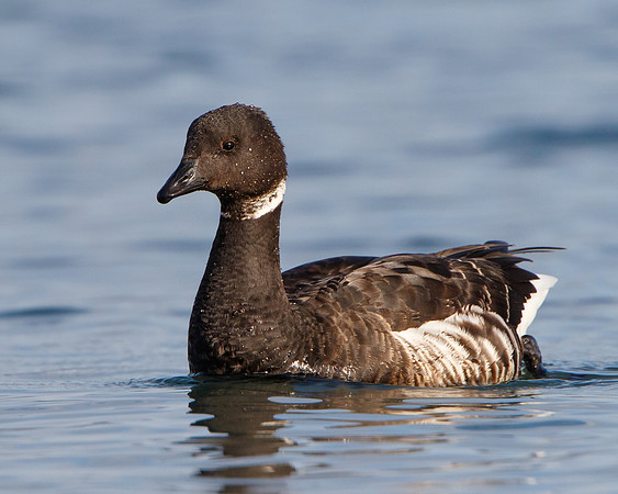Brant