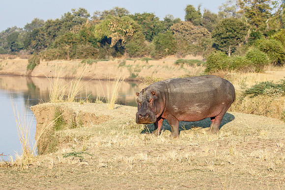 Hippopotamus