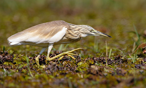 Squacco Heron, hunting