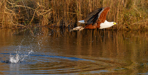 African Fish Eagle, after successfully plucking a talapia from the river