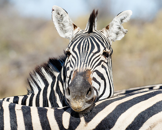 Zebra, resting