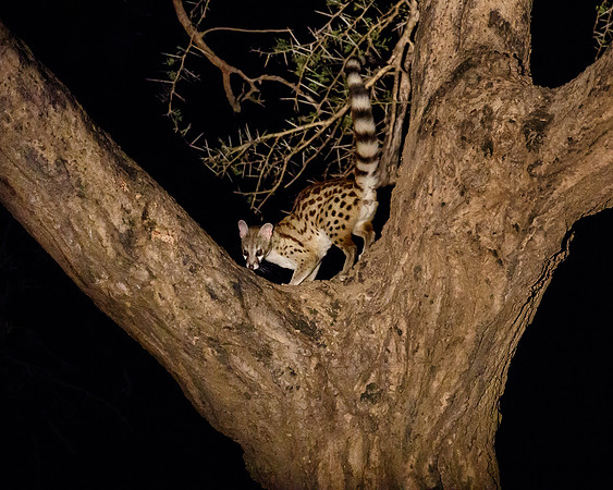 Cape Genet (aka Large-spotted Genet) on night drive in Zambia