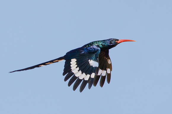 Green Wood Hoopoe