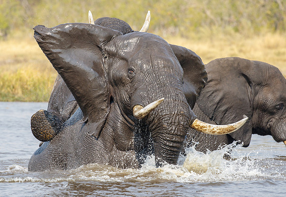 African Elephants, frolicking in river