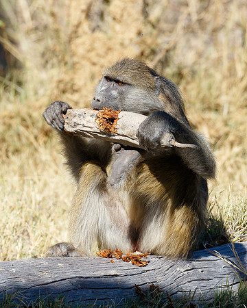 Baboon, eating the fruit of the Sausage Tree