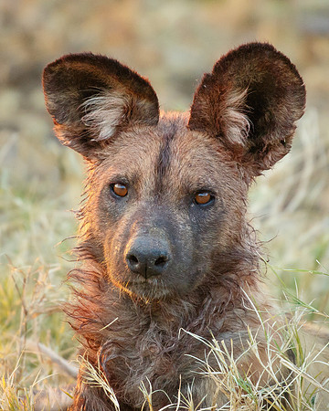 African Wild Dog