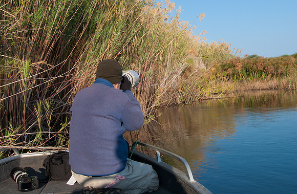 Steve, photographing a group of Little Bee-eaters (look closely)