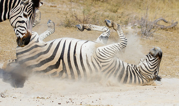 Zebra, taking a dust bath