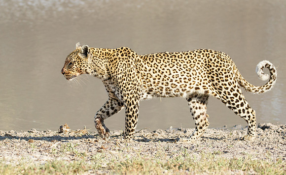 Leopard