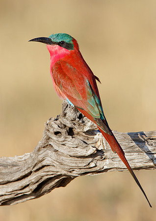 Southern Carmine Bee-eater