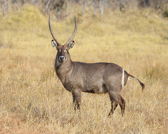 Waterbuck