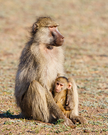 Baboon with young