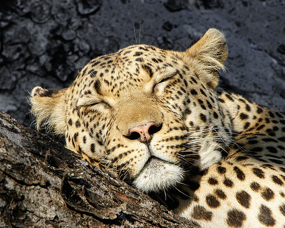 Leopard