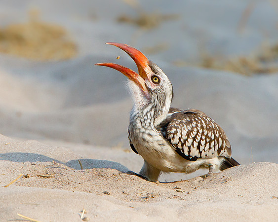 Red-billed Horbill, tossing small meal