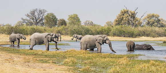 African Elephants at Khwai River