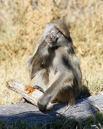 Baboon, searching for seeds in the fibrous fruit of the Sausage Tree