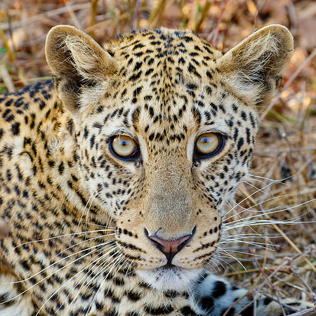 Leopard