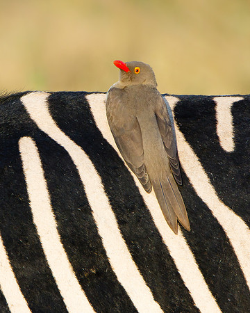Red-billed Oxpecker, on Zebra