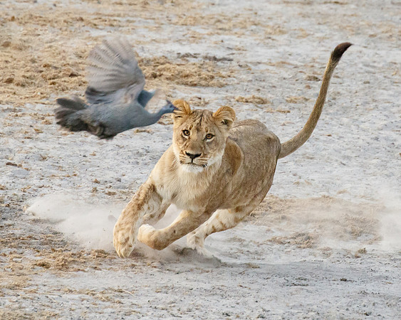 Lion, chasing a Helmeted Guineafowl