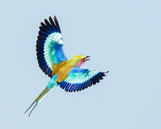 Lilac-breasted Roller in flight; dorsal view