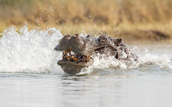 Hippopotamus