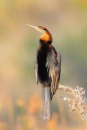 African Darter