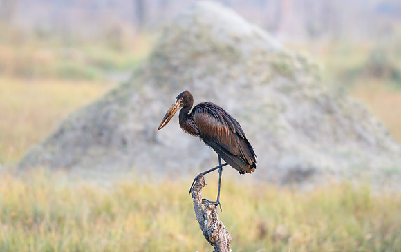 Open-billed Stork in front of termite mound