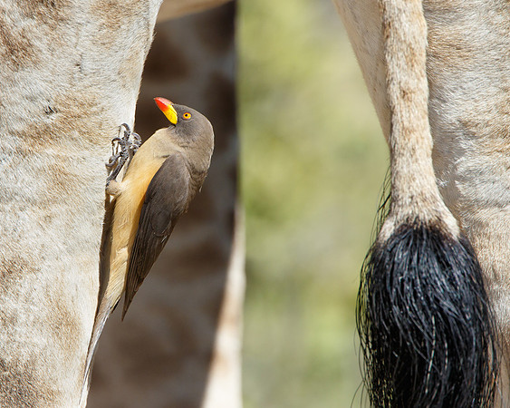 Yellow-billed Oxpecker, on Giraffe