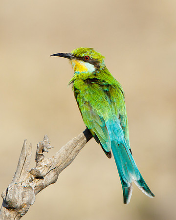 Swallow-tailed Bee-eater