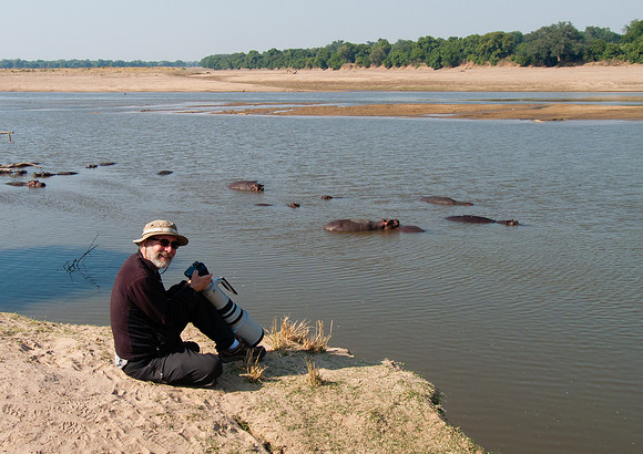 Photographing Oxpeckers on the hippos at Luangwa River