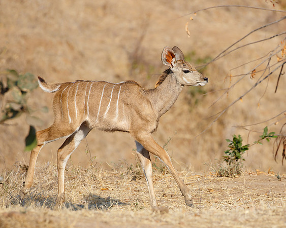 Greater Kudu, calf