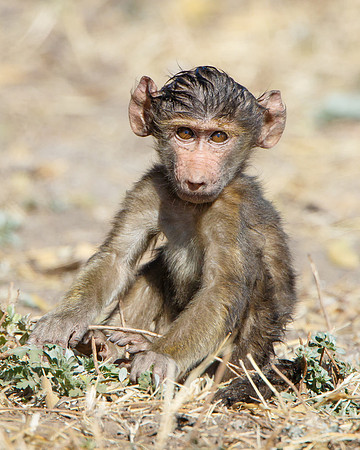 Young Baboon