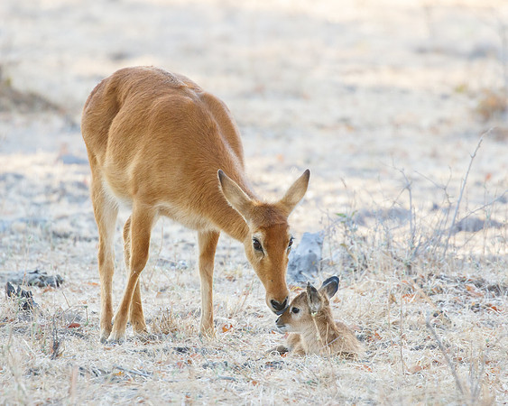 Puku, mother licking newborn calf