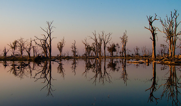 Dead Trees in Savuti (Chobe National Park)