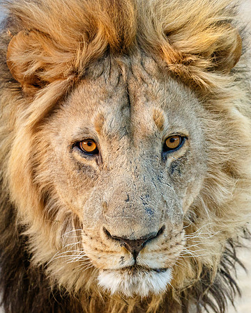 Male lion