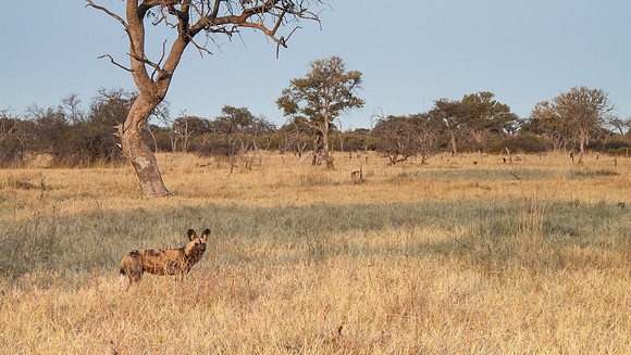 African Wild Dog