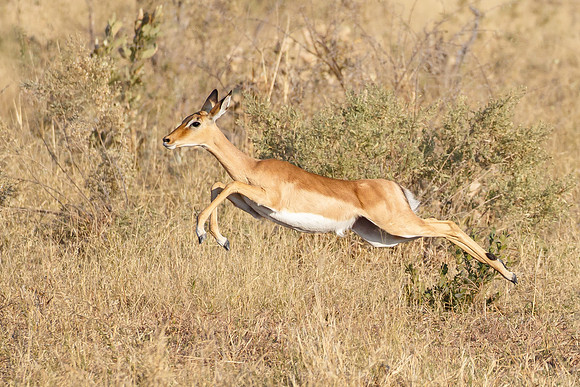Impala leaping