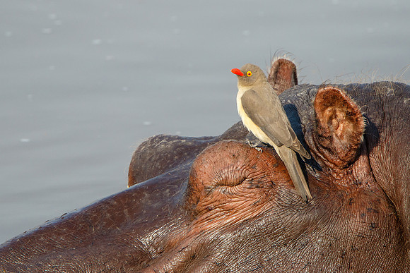 Red-billed Oxpecker on Hippo