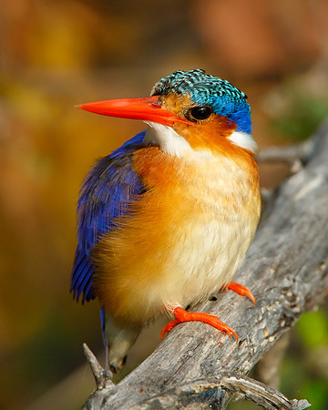 Malachite Kingfisher