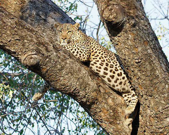 Our first sighting: a large male Leopard with full belly resting in tree