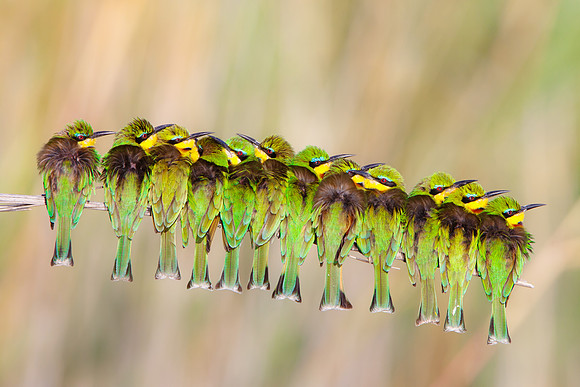 Here's the group of Little Bee-eaters, huddled together on a cold and windy morning