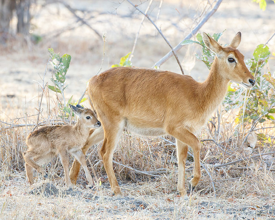 Puku calf staying close to mother