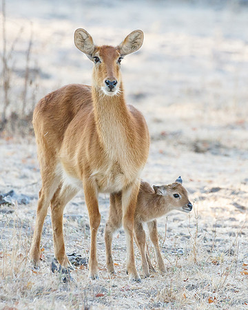 Puku, mother with newborn calf