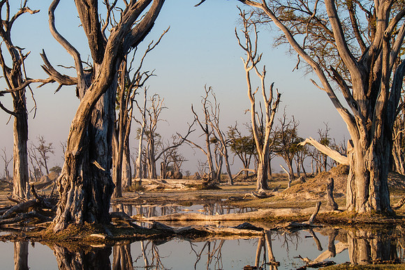 Dead Trees in Savuti (with elephant in background)