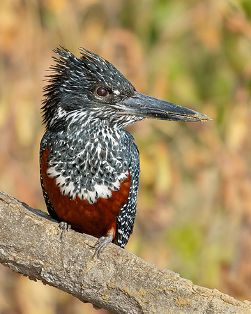 Giant Kingfisher