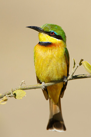 Little Bee-eater