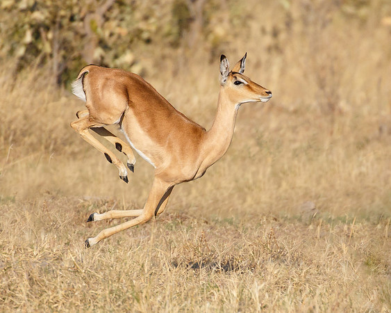 Impala running and leaping